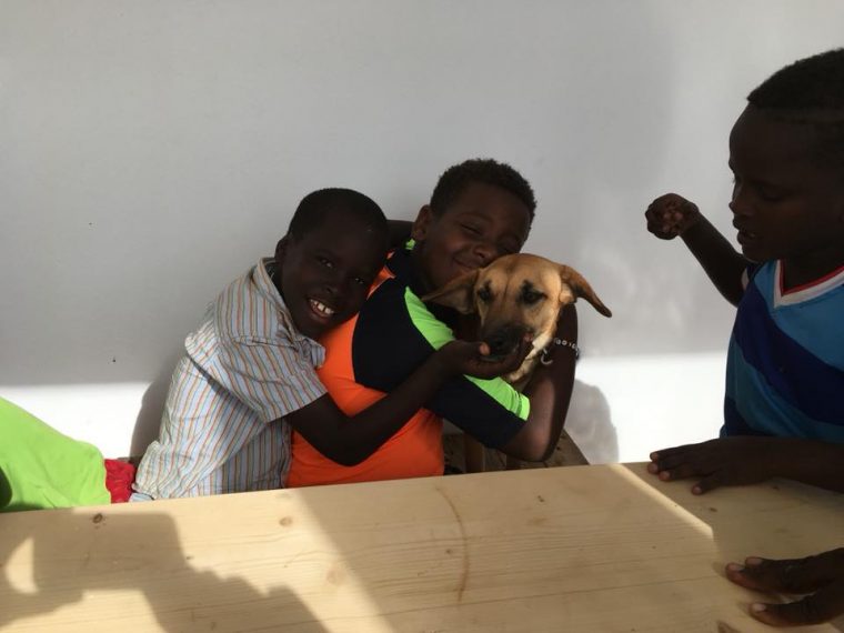 hond adopteren bij dierenopvang op boa vista 
