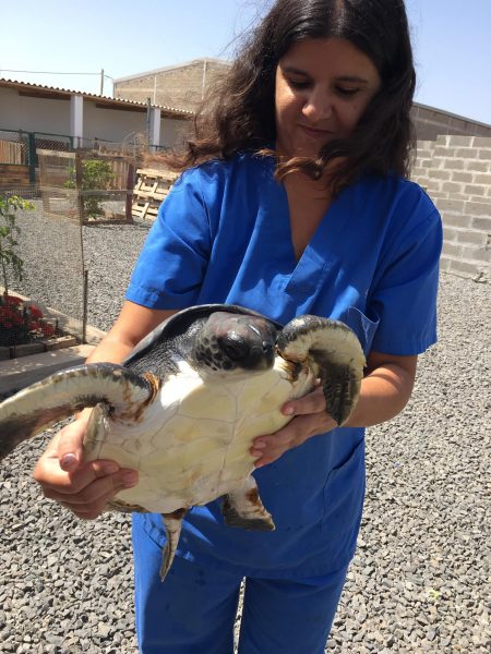 Spaanse dieren arts bij dierenopvang op Boa Vista